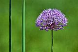 Purple Flower_25405